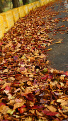 fallen leaves piled up on the side of the road.