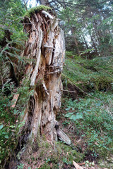 modernder Baumstumpf Wanderung auf dem Schluchtenweg Passeiertal