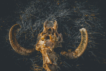 Skull and skeleton of a sheep on a green field. Aries skull. animal close up on nature.	
