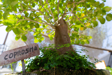 Fototapeta premium Coprosma, japanese park