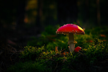 Fliegenpilz im Wald mit Bokeh als Makro 