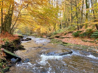 Autumn in Macclesfield Forest