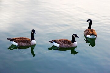 Three birds