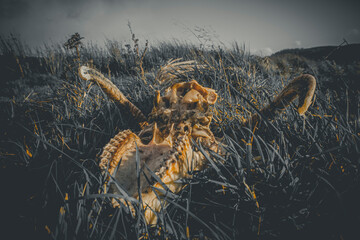 Skull and skeleton of a sheep on a green field. Aries skull. animal close up on nature.	
