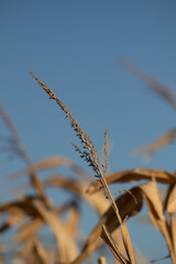close up corn tassel