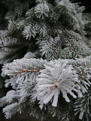 pine branches covered with snow