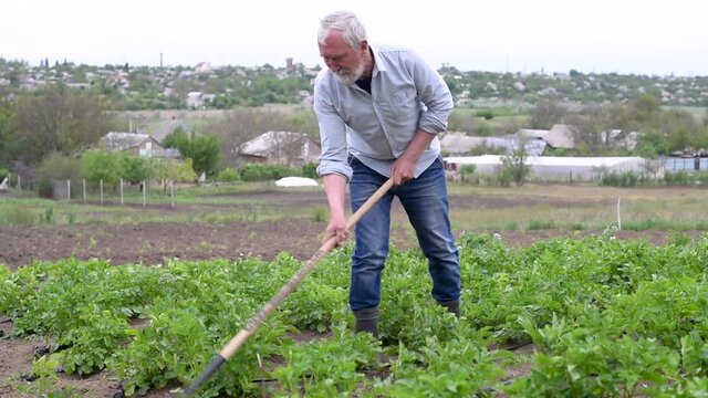 The elderly man  works  with a rake on the growing patch