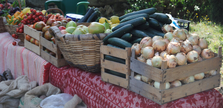 Bancada com cestos de bio-alimentos, recolhidos do campo em cestos e caixas de madeira - cebolas, pepino, courgertte, tomates, ameixas, pimentos e batatas