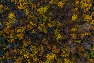 Aerial top view of yellow and orange autumn trees in forest in rural. Drone photography
