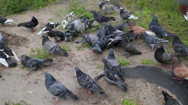 a flock of pigeons pecking grain on the ground. A flock of urban pigeons pecking grain on the sidewalk and get away. A flock of urban pigeons pecking grain on the sidewalk on sunny day.