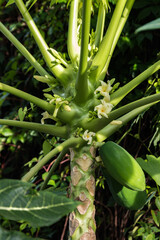 Papaya flowers and fruits growing