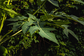 Fototapeta na wymiar perfect environment created with green leaves of a papaya tree