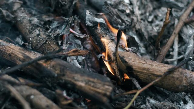 A small flame of low temperature that remains and burns from a large fire on the ashes and unburned branches of trees sways from the strong wind on a cold cloudy day