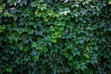 Obraz premium Wall covered with green leaves of wild grape. Natural background. Wild grape green wall. Natural pattern, texture, green wallpaper. Liana on the fence, hedge. 