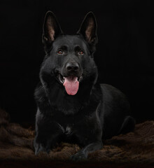 Black German Shepherd in the studio