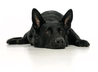Obraz premium Black German Shepherd in the studio