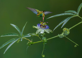 Picaflor verde comun, chlorostilbon lucidus macho, flor pasionaria