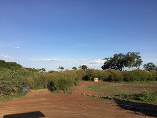 landscape with trees