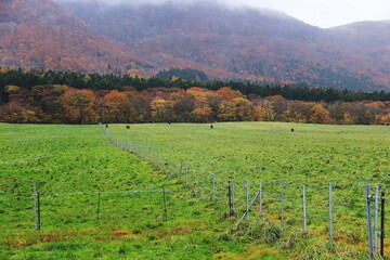 宮城鬼首の秋　紅葉と牧場の風景