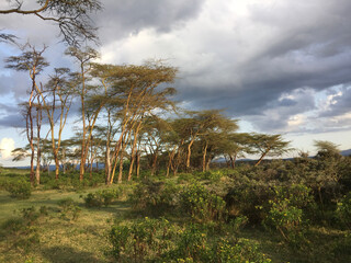 Obraz premium landscape with trees