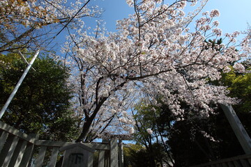 神社の桜