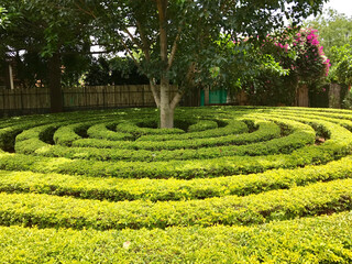 maze in the park