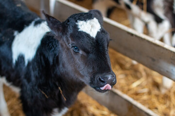 Calf in a straw pen on a dairy farm © Oliver