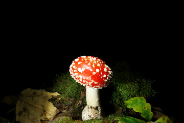 fly agaric mushroom on black background on the moos wood. Latin name of this mushroom is Amanita muscaria. Toxic species with hallucination effect. 