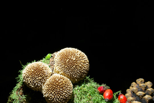 Mushrooms on the dark background on the wood overgrowned by moss. Mushroom species is the spiny puffball also known as spring puffball. Latin name is Lycoperdon echinatum. Eldible  but no good quality