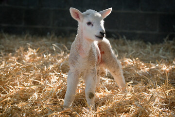 New born Lleyn lamb at lambing time