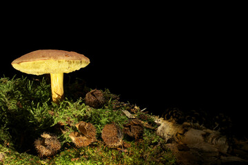 Mushroom on the dark background. English name is suede bolete, in latin Boletus subtomentosus. Eldible species with great taste quality. Grows in deciduous and coniferous forests.