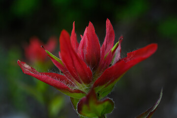 Fototapeta premium Delicate Fuzz on Paintbrush Petals