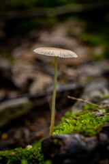 Delicate Mushroom Grows From Mossy Ground