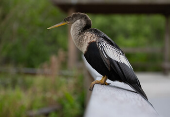 Fluffy Feathers of Female Anahinga Bird