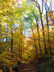 walking through shenandoah park at sunset