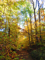 walking through shenandoah park at sunset