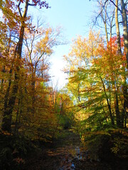 walking through shenandoah park at sunset
