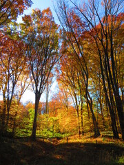 Fototapeta premium walking through shenandoah park at sunset