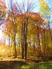 walking through shenandoah park at sunset