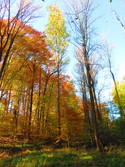 walking through shenandoah park at sunset