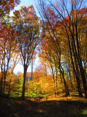 walking through shenandoah park at sunset