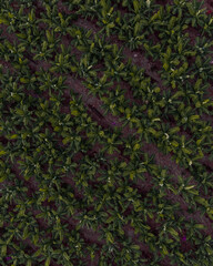 Banana trees from above