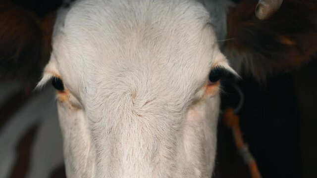 A white cow with brown fur on her ears, located near the big horns and with an iron chain on her head, looks with black eyes with thick eyelashes at the camera and turns her head.