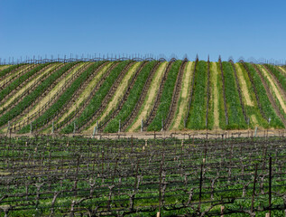 Fototapeta na wymiar Clean rows in a bare vineyard