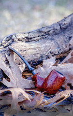 birdseye grain  smoking pipe against  leaves and a log