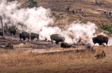 Buffalo herd and tourists with cameras in Yellowstone National Park