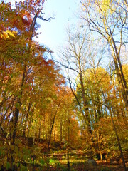 walking through shenandoah park at sunset