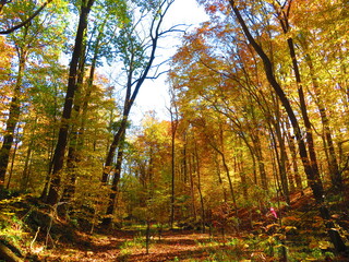 walking through shenandoah park at sunset