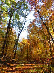 Fototapeta premium walking through shenandoah park at sunset