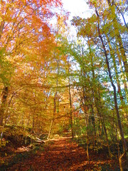 walking through shenandoah park at sunset
